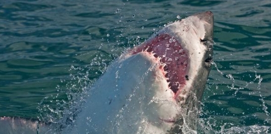 Junge Mutter stirbt bei Rettung ihrer Tochter vor Haiattacke
